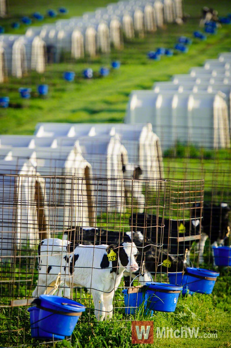 northeastern dairy farm