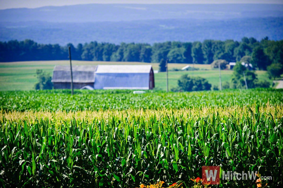 upstate new york dairy farm