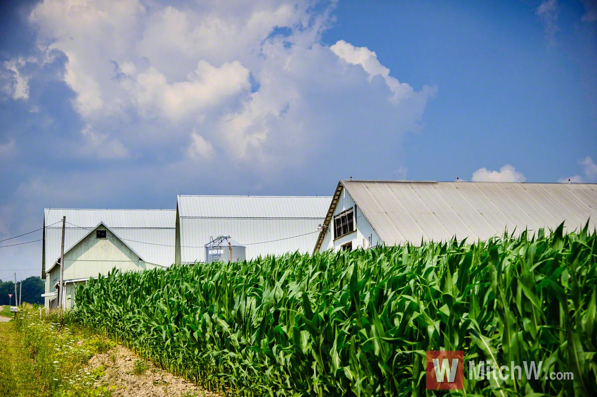 central new york dairy farm