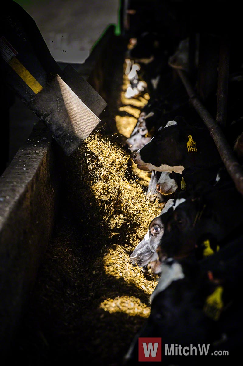 dairy feeding cows