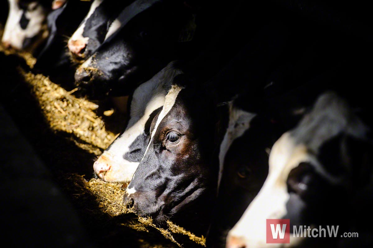 dairy cows eating