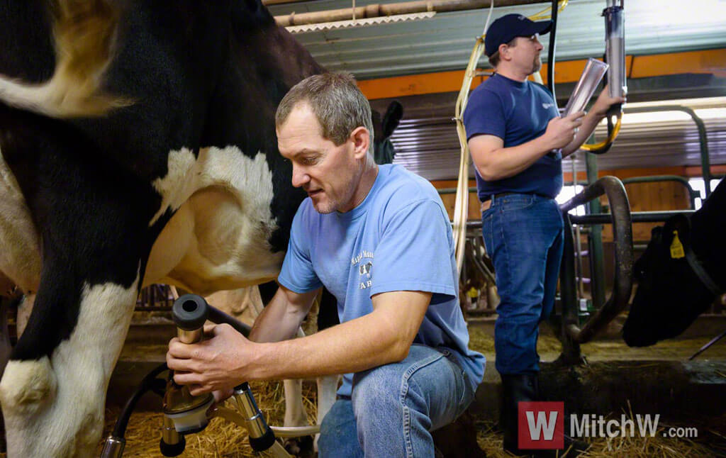 family farmer milking