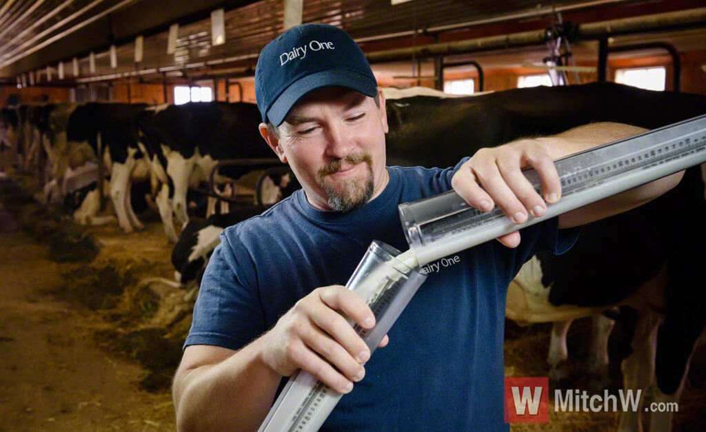 new york state dairy farming