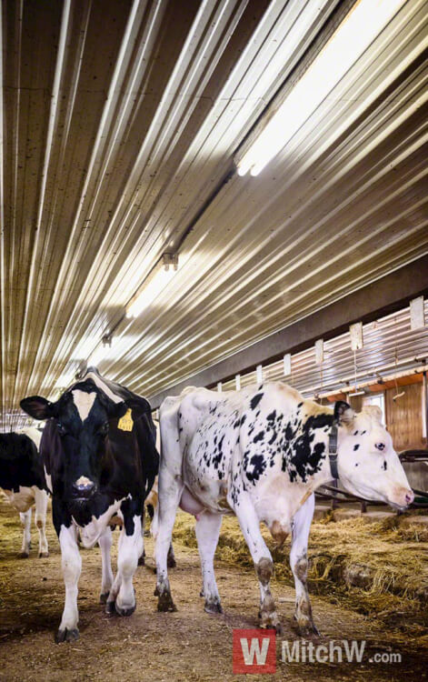 cows on a new york dairy farm